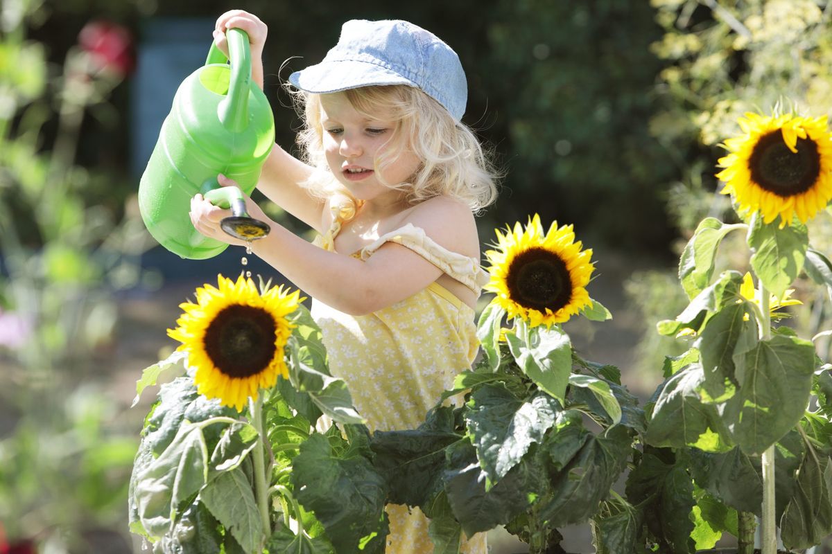 sunflower