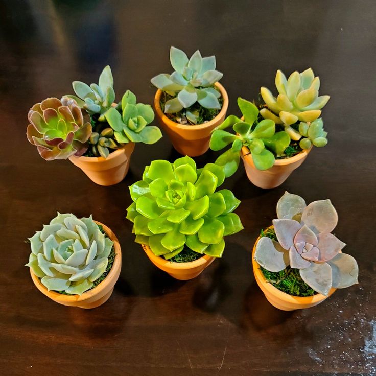Tiny-Succulents-Adult-Birthday-Party-Favor-Ideas